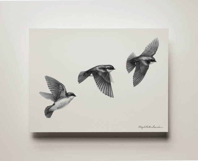 Tree Swallows | Fine Art Print