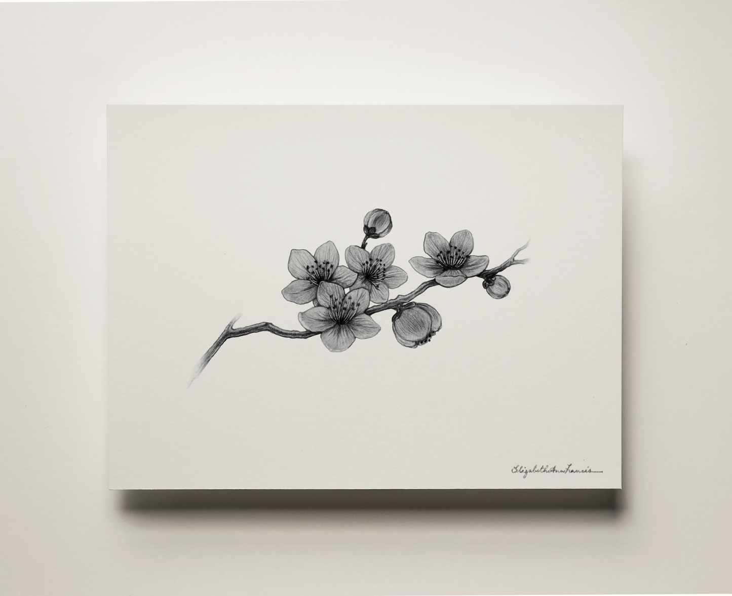 Cherry Blossoms | Fine Art Print