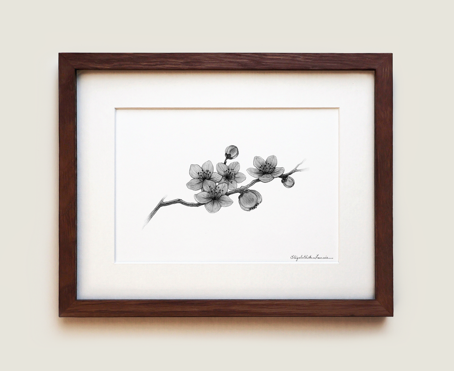 Cherry Blossoms | Fine Art Print