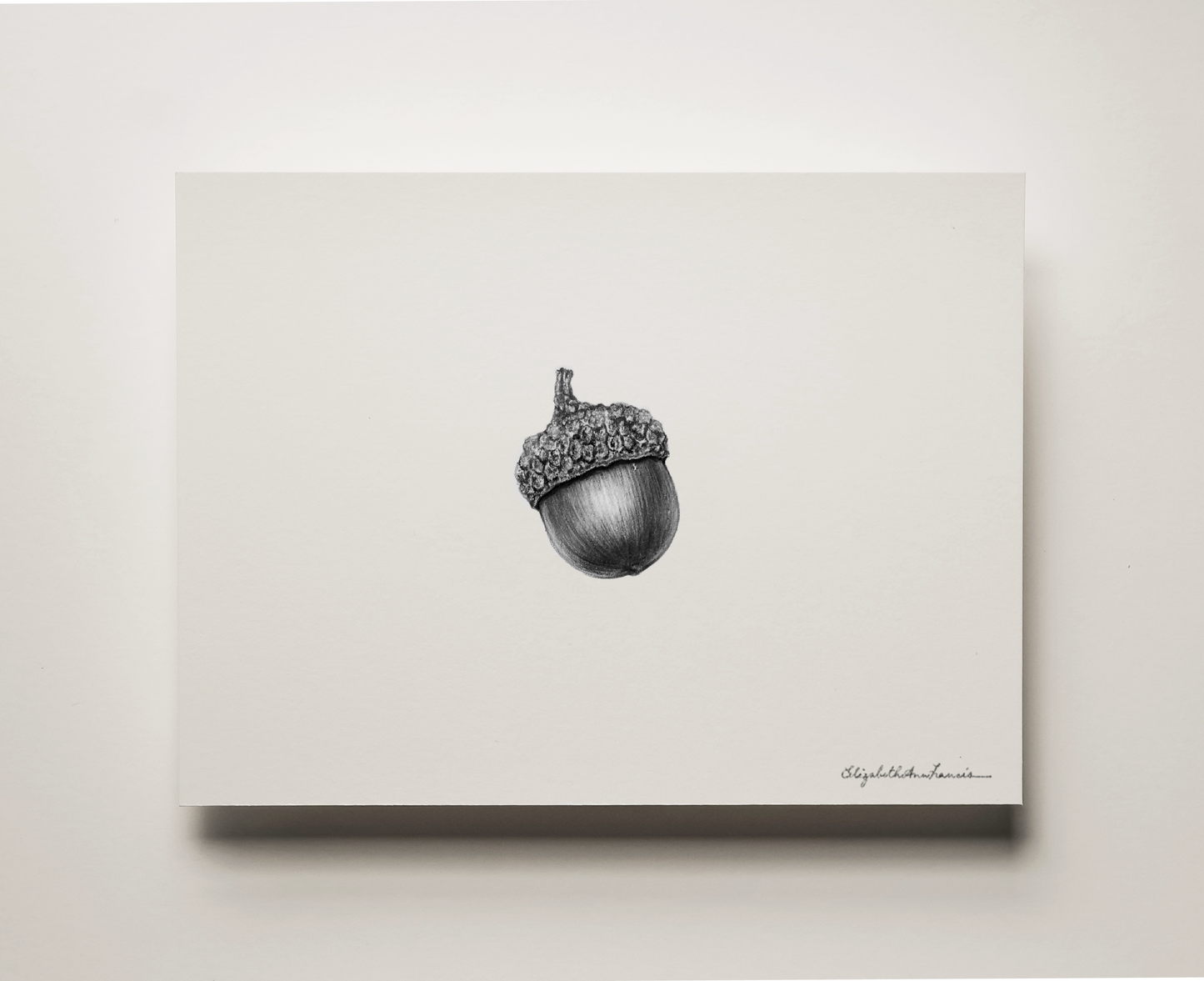 Northern Red Oak Acorn | Fine Art Print