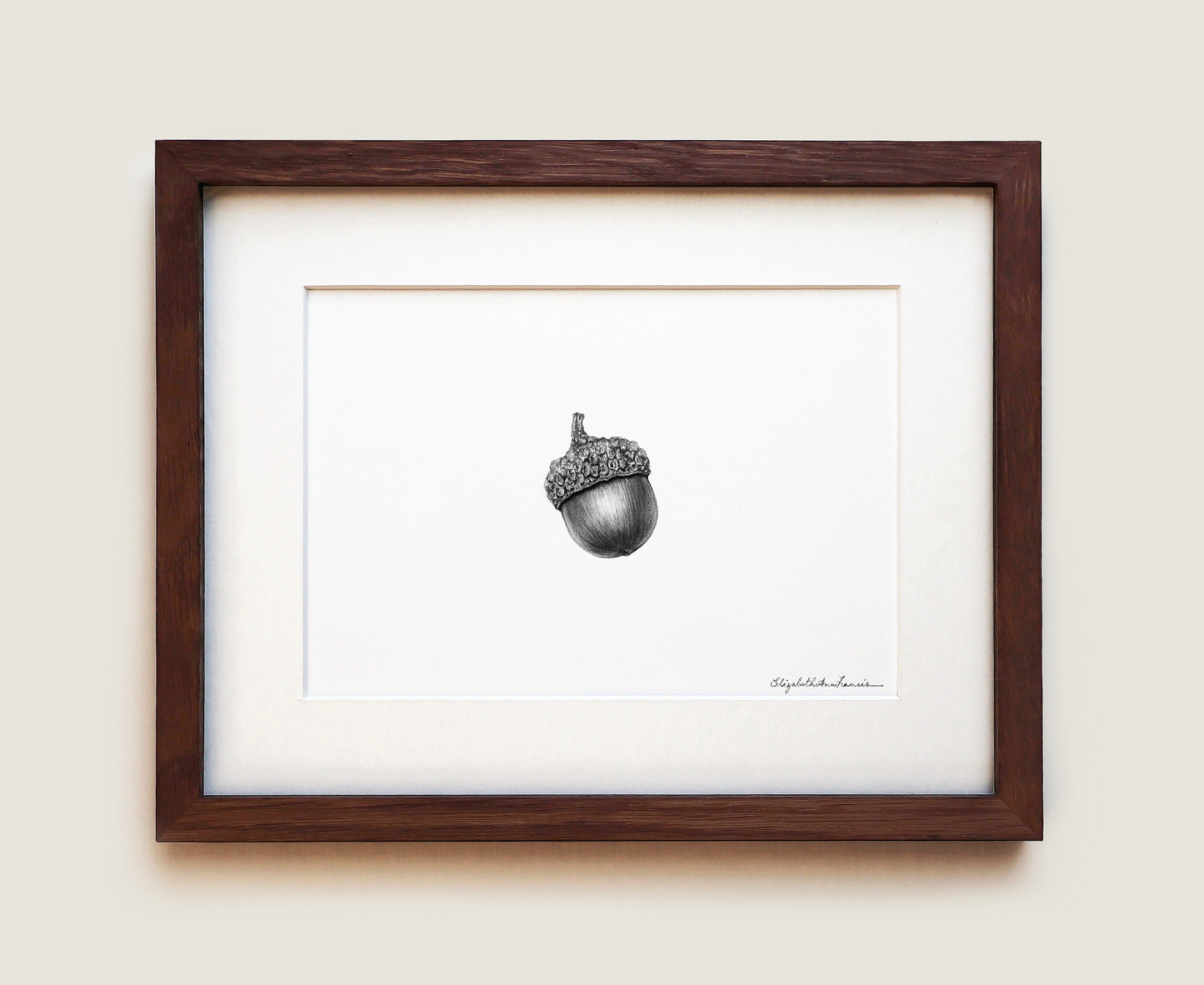 Northern Red Oak Acorn | Fine Art Print