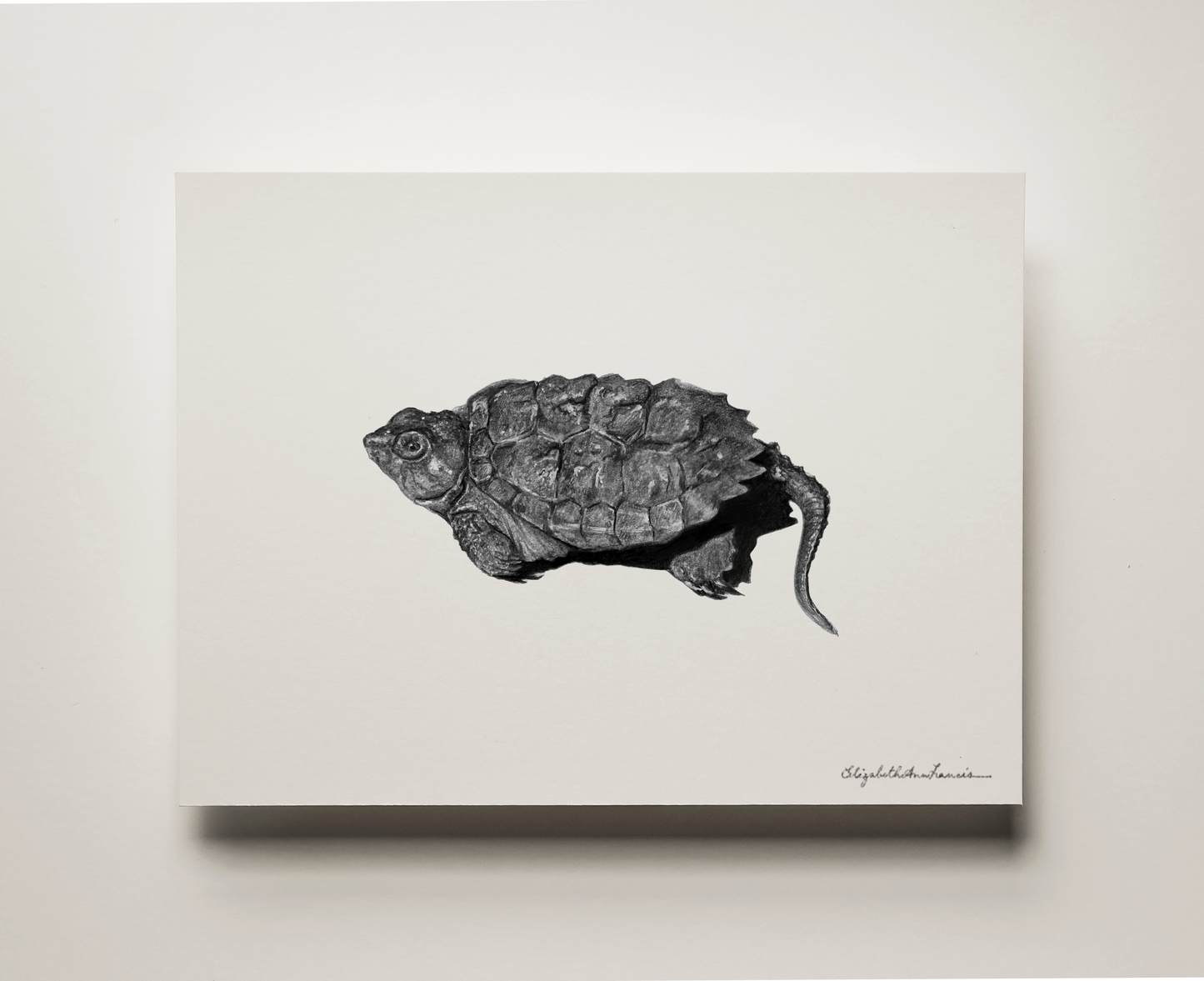 Snapping Turtle Hatchling | Fine Art Print