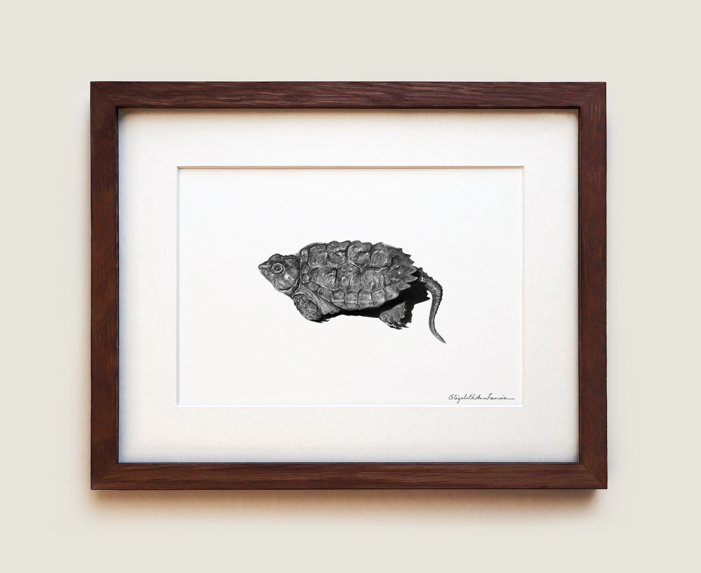 Snapping Turtle Hatchling | Fine Art Print