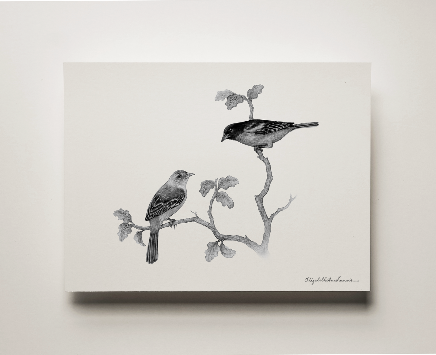 Baltimore Orioles | Fine Art Print