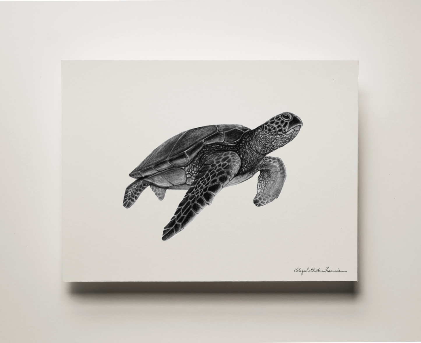 Green Sea Turtle | Fine Art Print