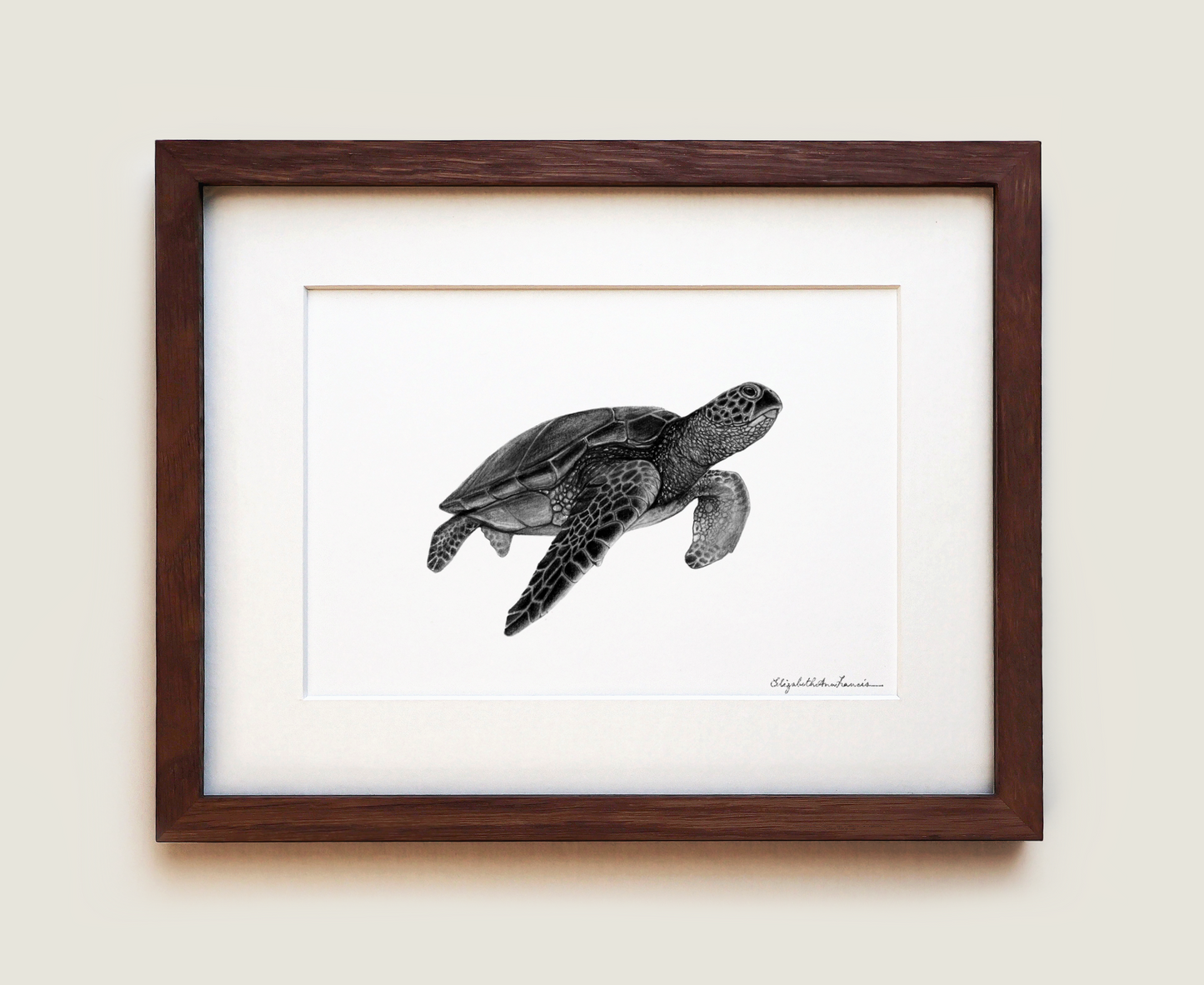 Green Sea Turtle | Fine Art Print