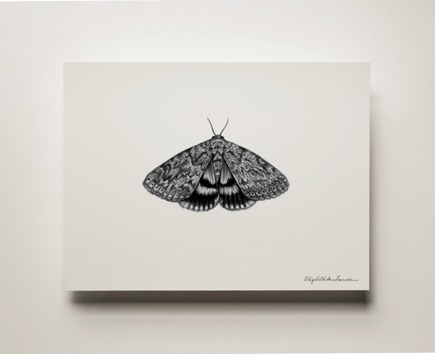 Ilia Underwing Moth | Fine Art Print