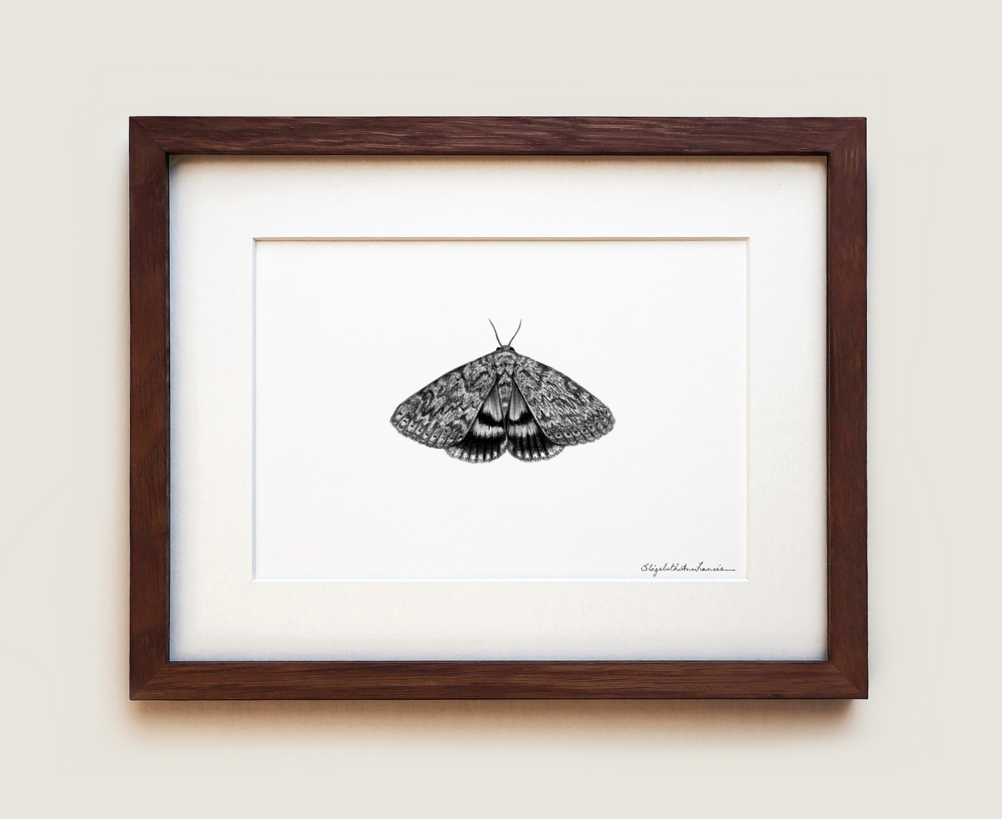 Ilia Underwing Moth | Fine Art Print
