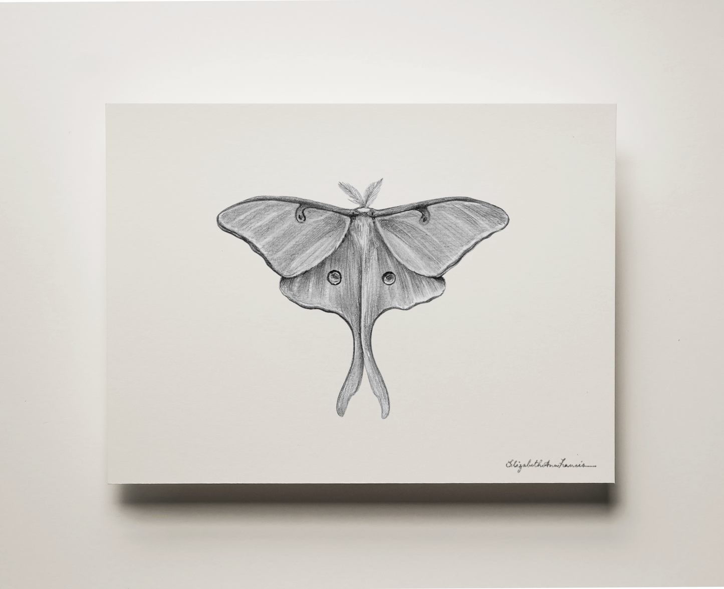 Luna Moth | Fine Art Print