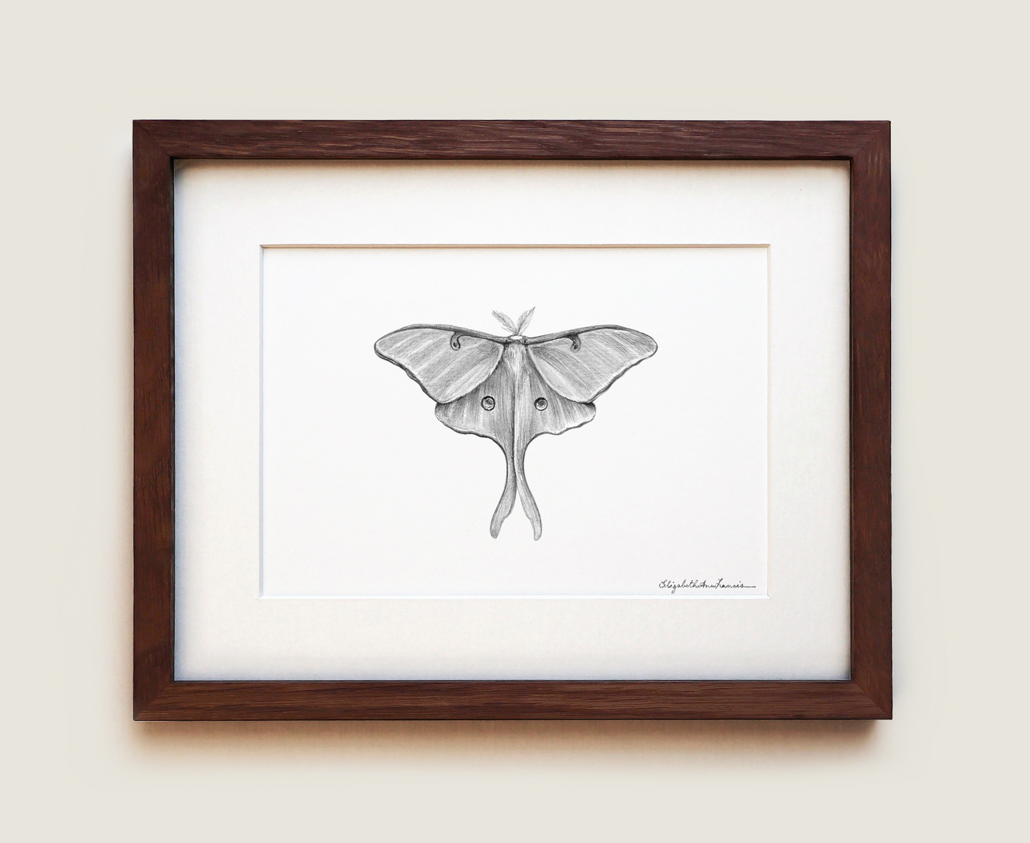 Luna Moth | Fine Art Print
