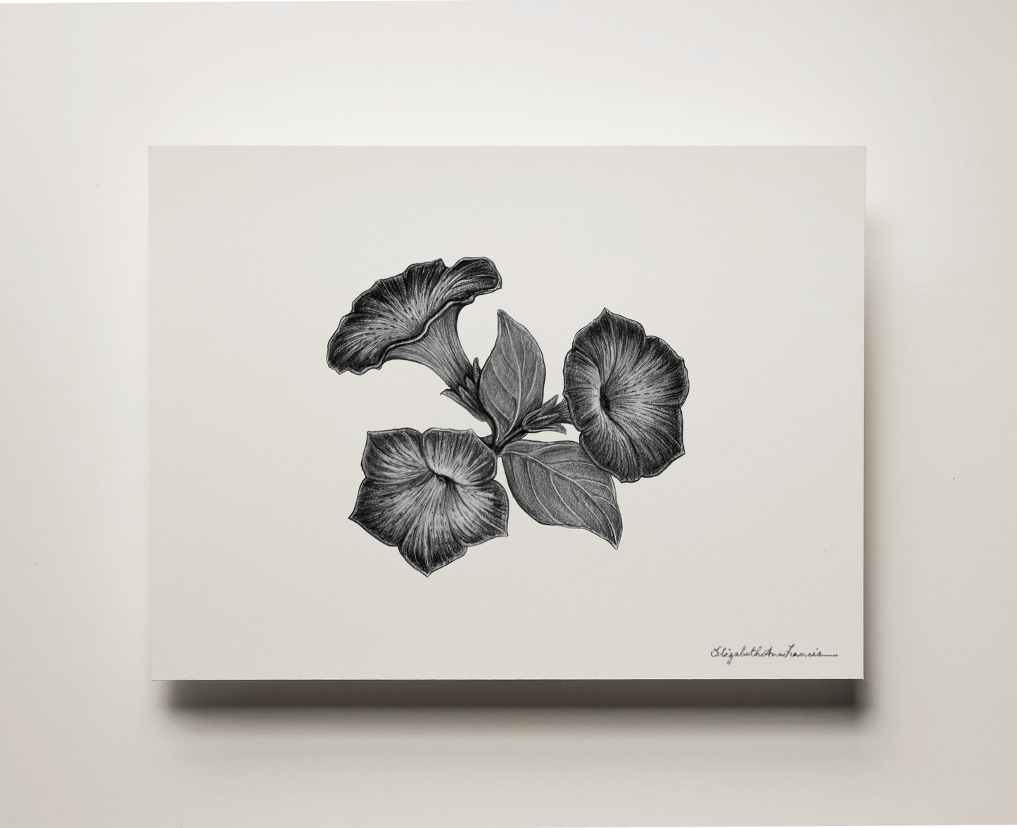 Petunia Flowers | Fine Art Print
