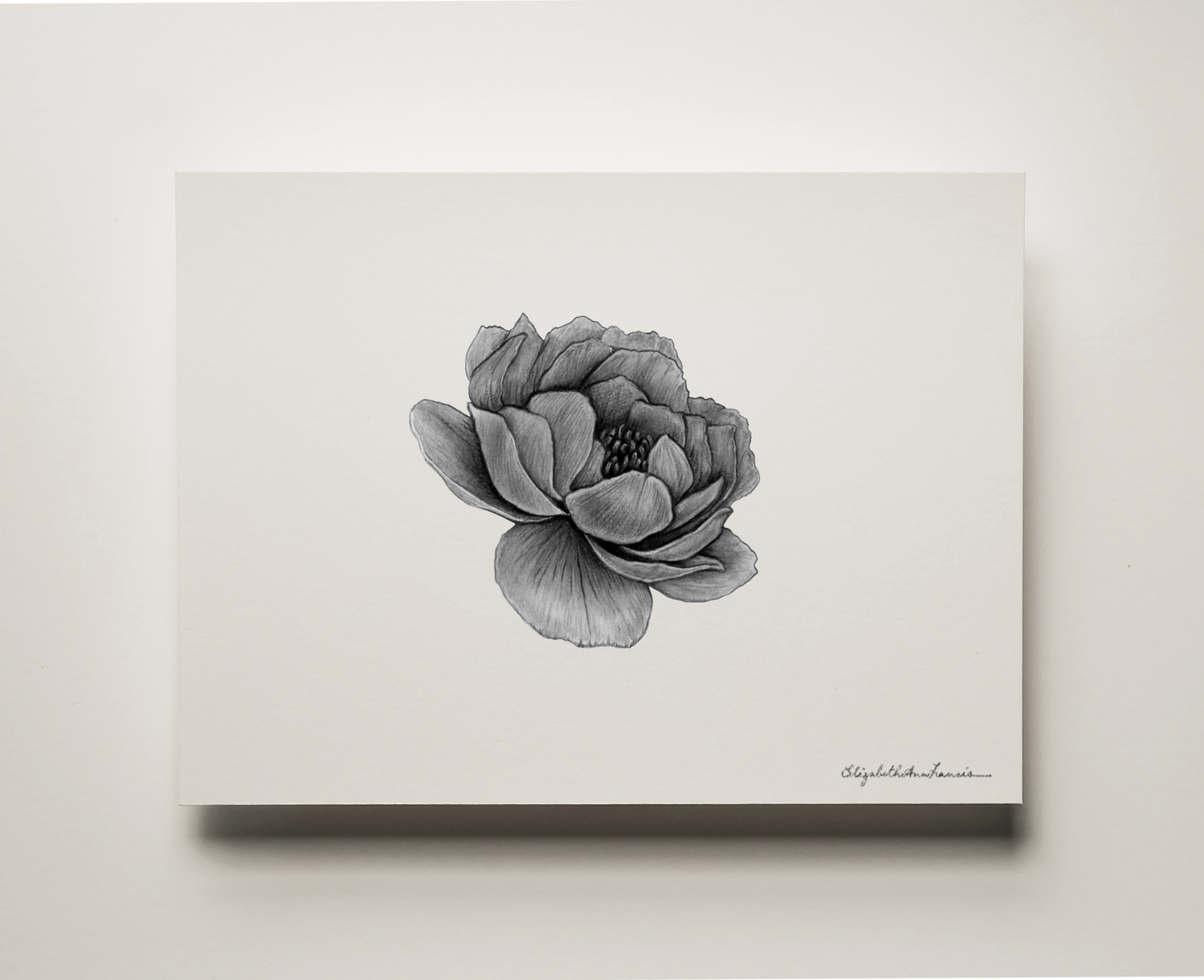 Peony | Fine Art Print