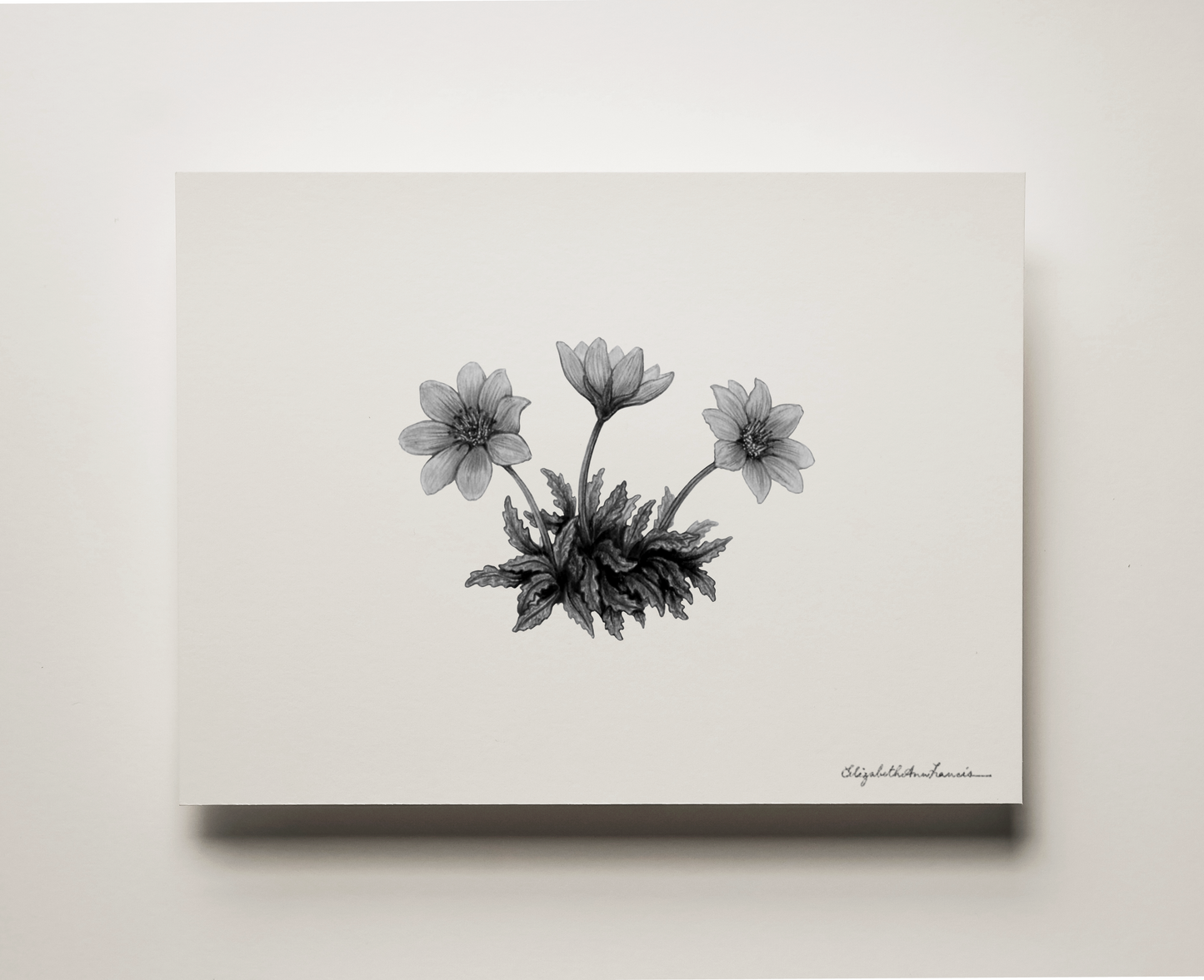 Mountain Avens | Fine Art Print