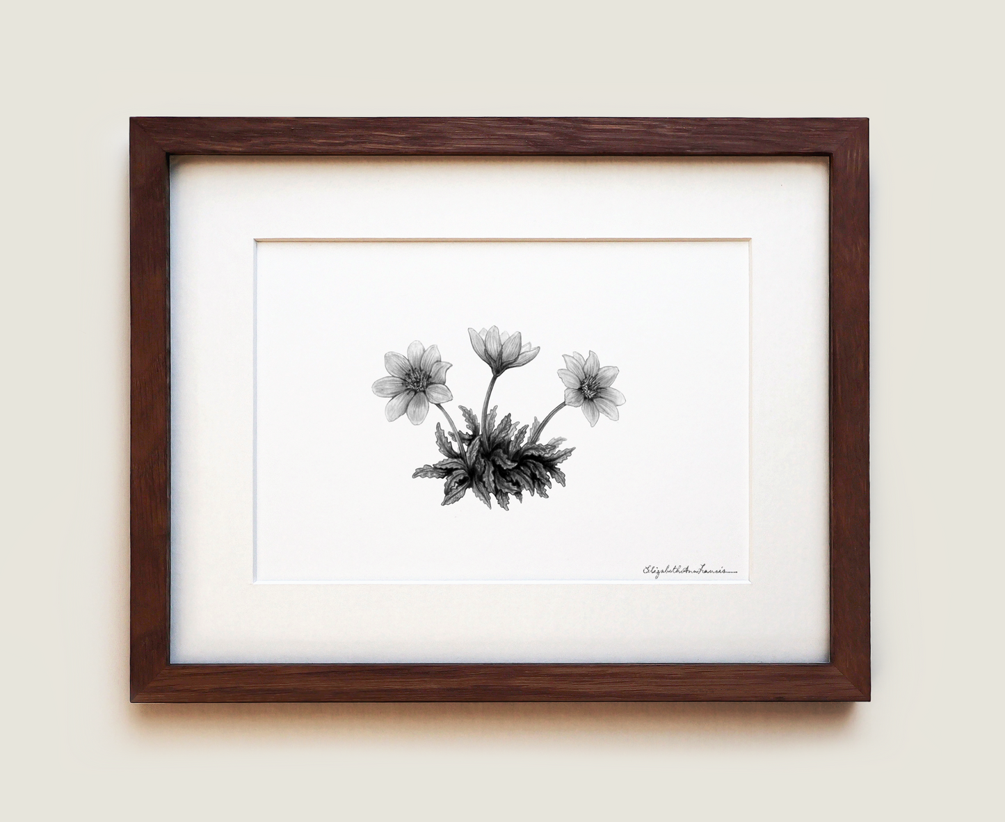 Mountain Avens | Fine Art Print