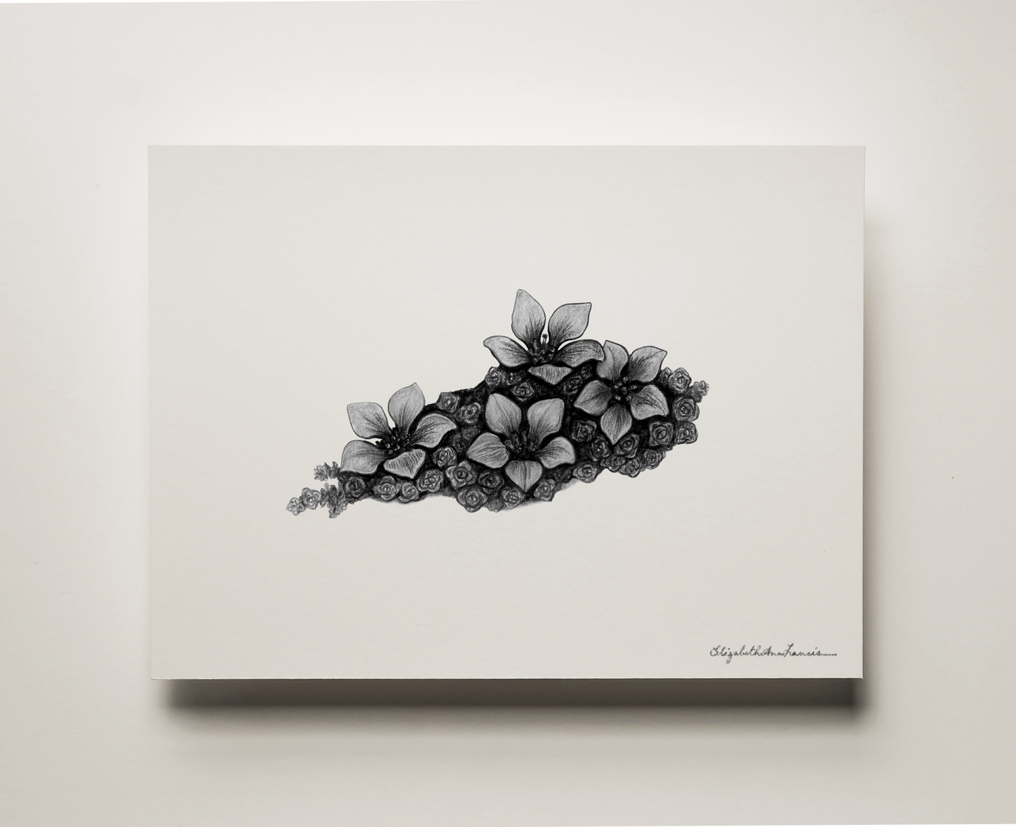 Purple Mountain Saxifrage | Fine Art Print