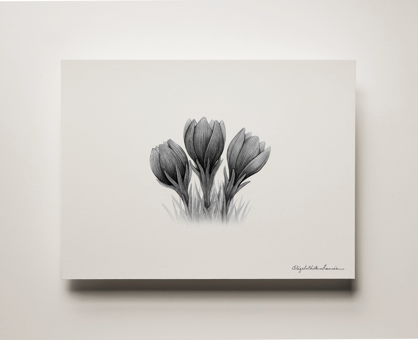 Prairie Crocus | Fine Art Print