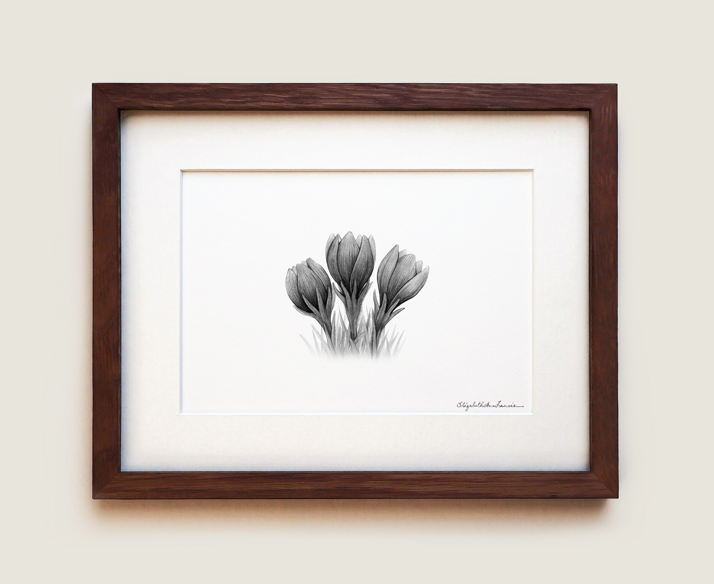 Prairie Crocus | Fine Art Print
