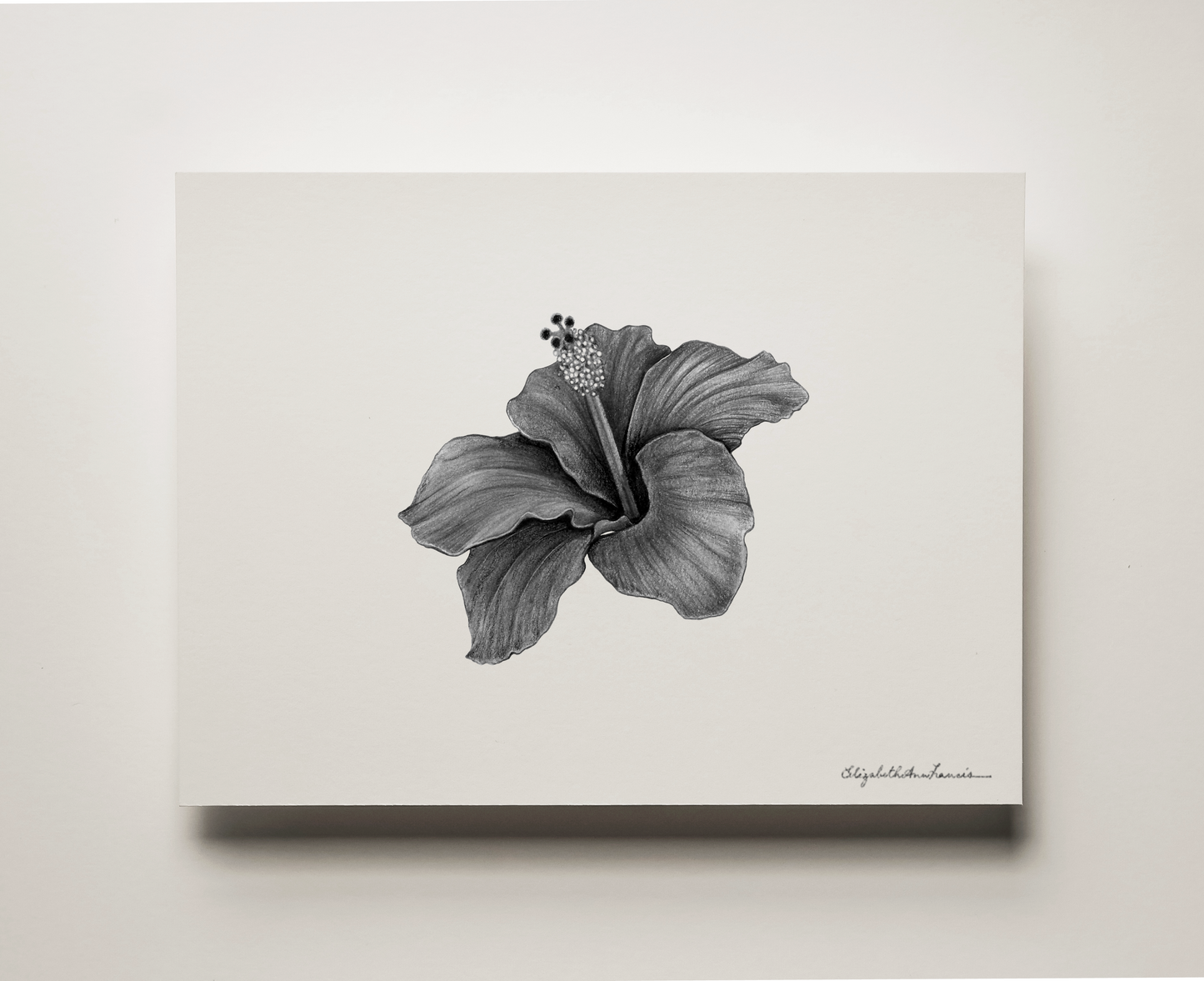 Hibiscus | Fine Art Print