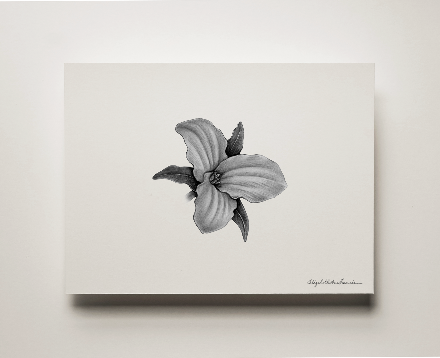 Trillium | Fine Art Print