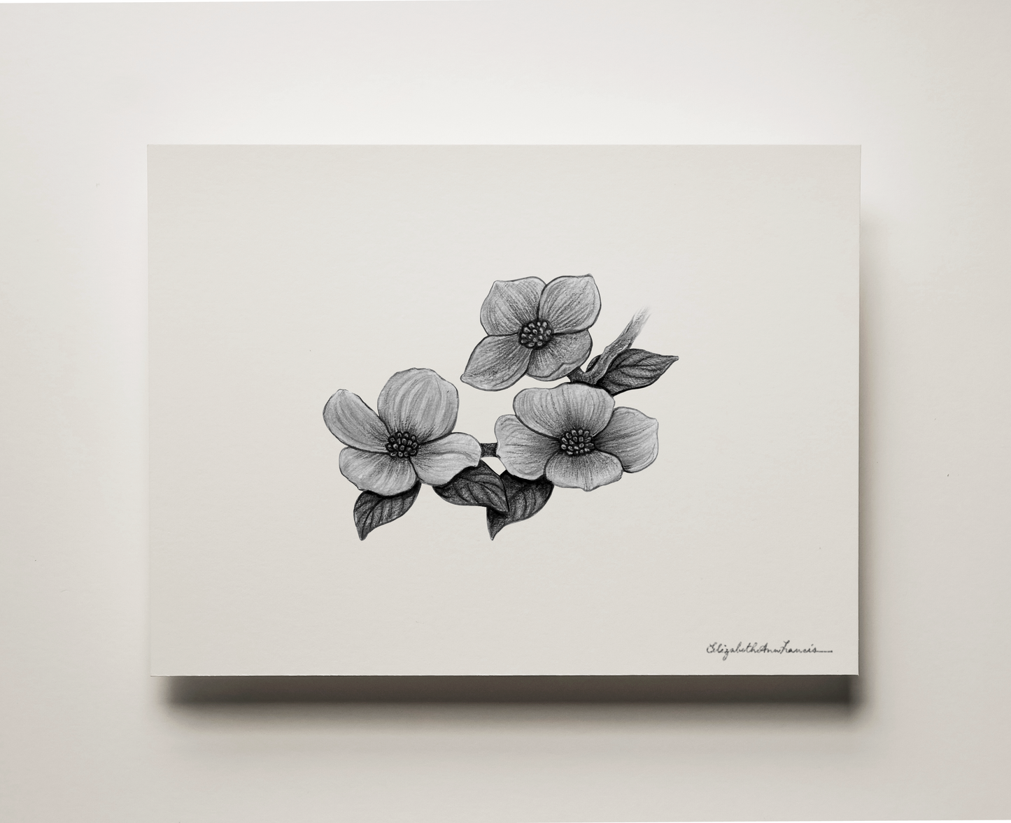 Pacific Dogwood Flowers | Fine Art Print