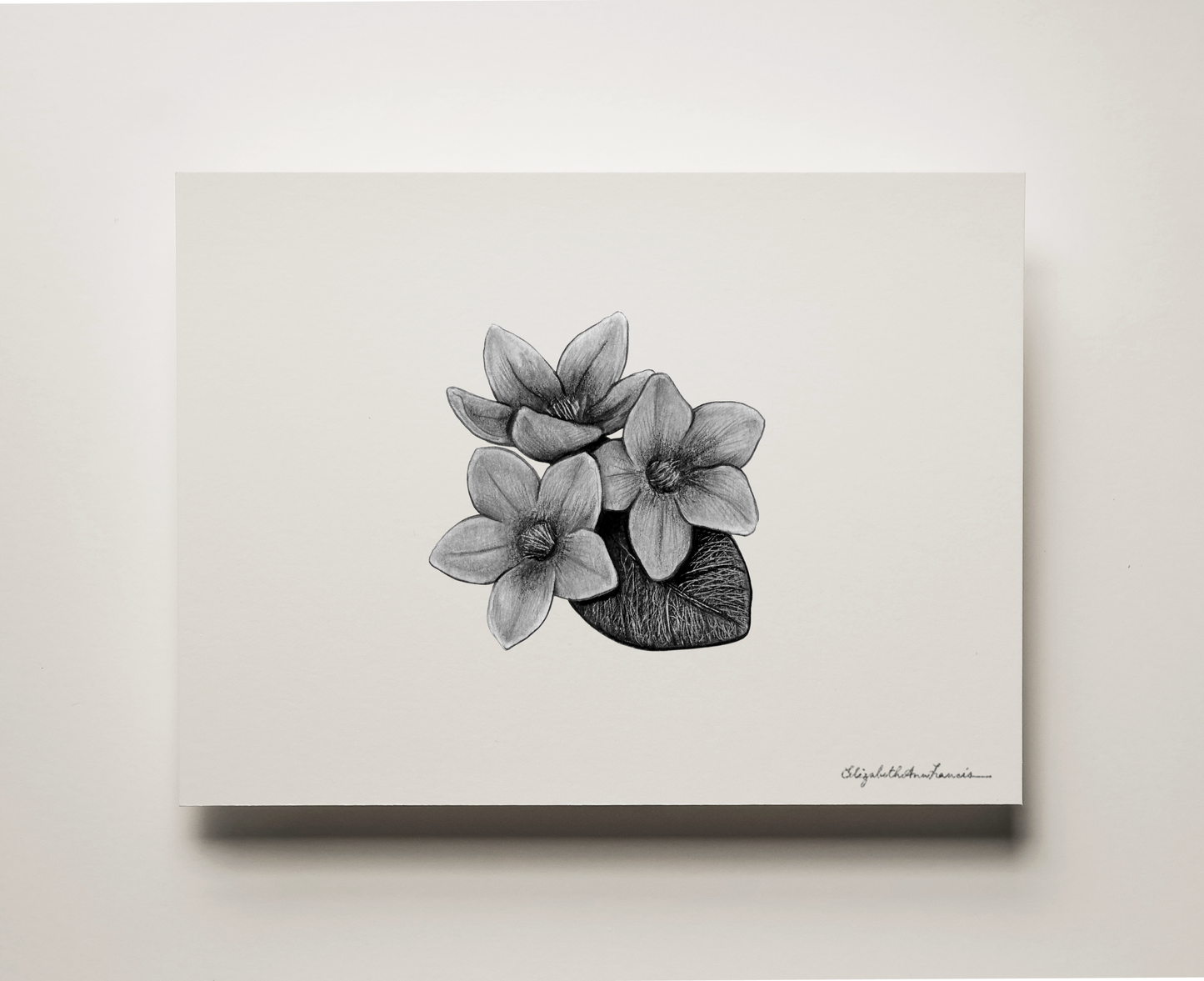 Mayflower | Fine Art Print