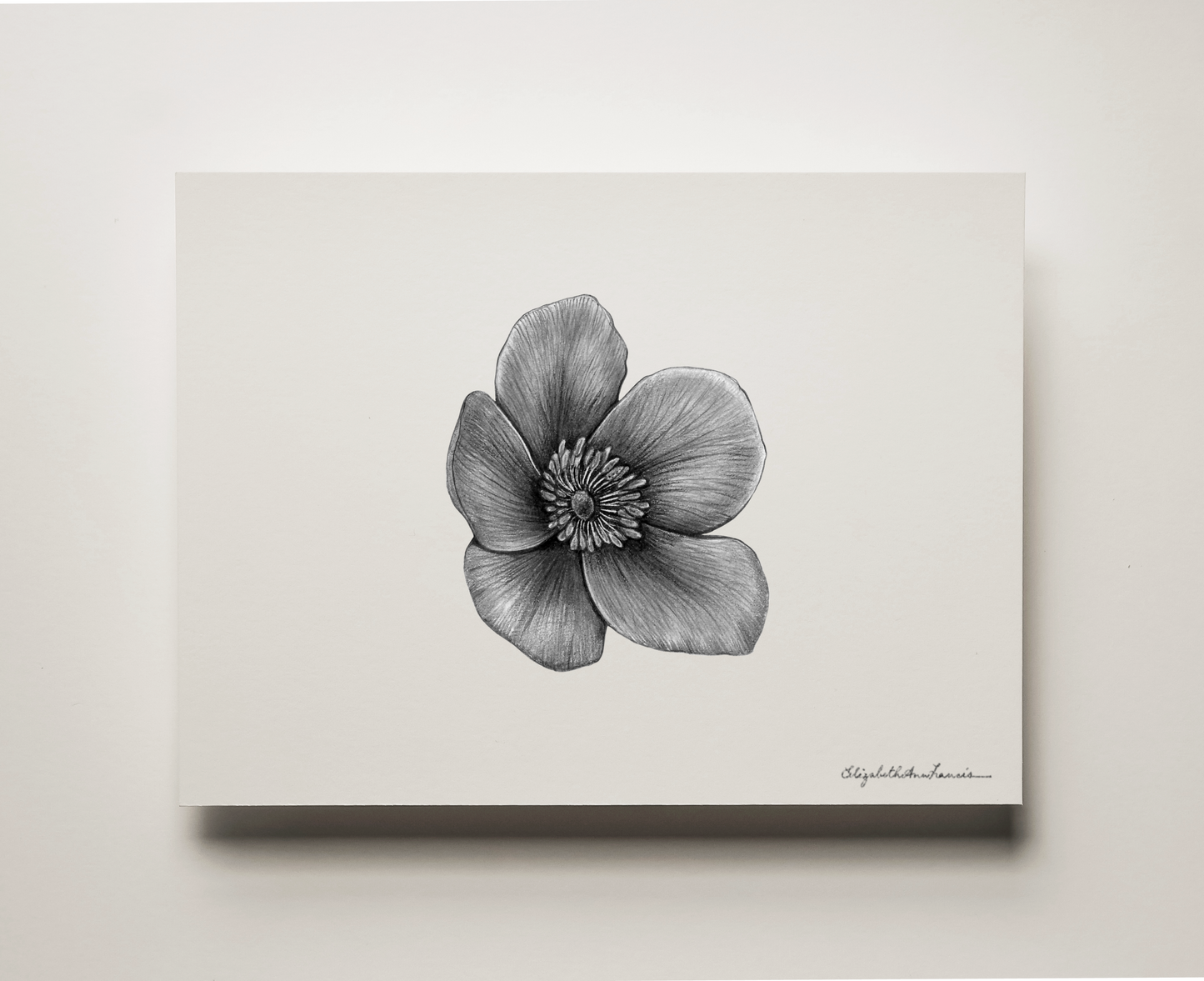 Wild Rose | Fine Art Print