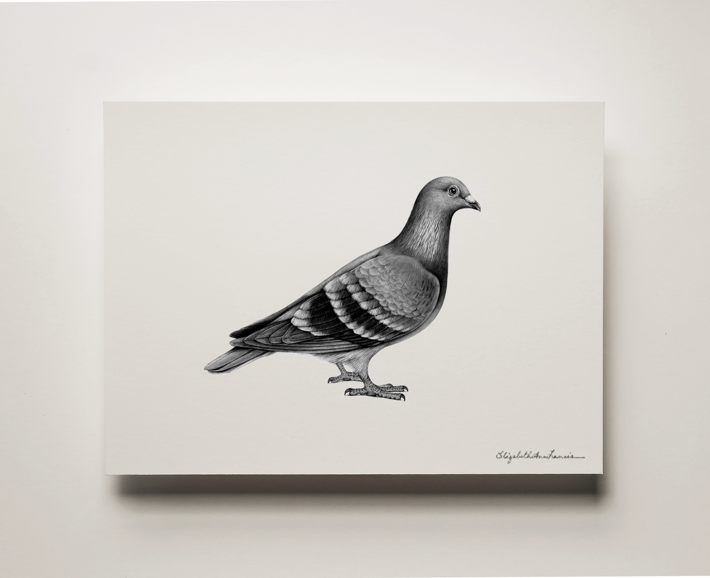 Homing Pigeon | Fine Art Print