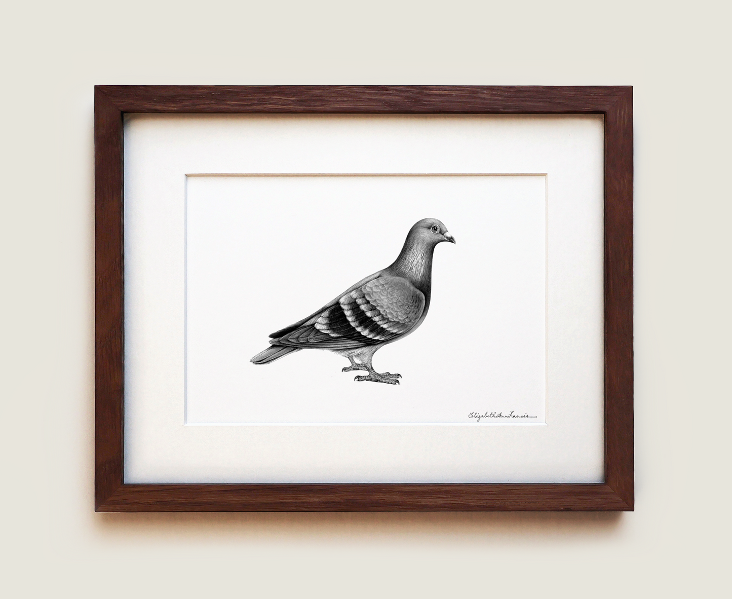 Homing Pigeon | Fine Art Print