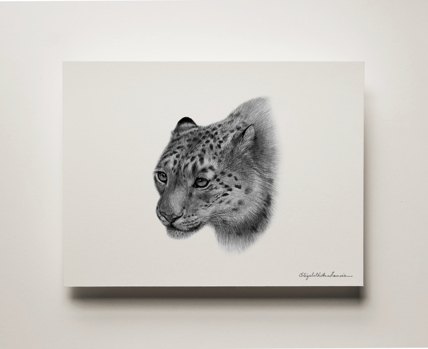 Snow Leopard | Fine Art Print