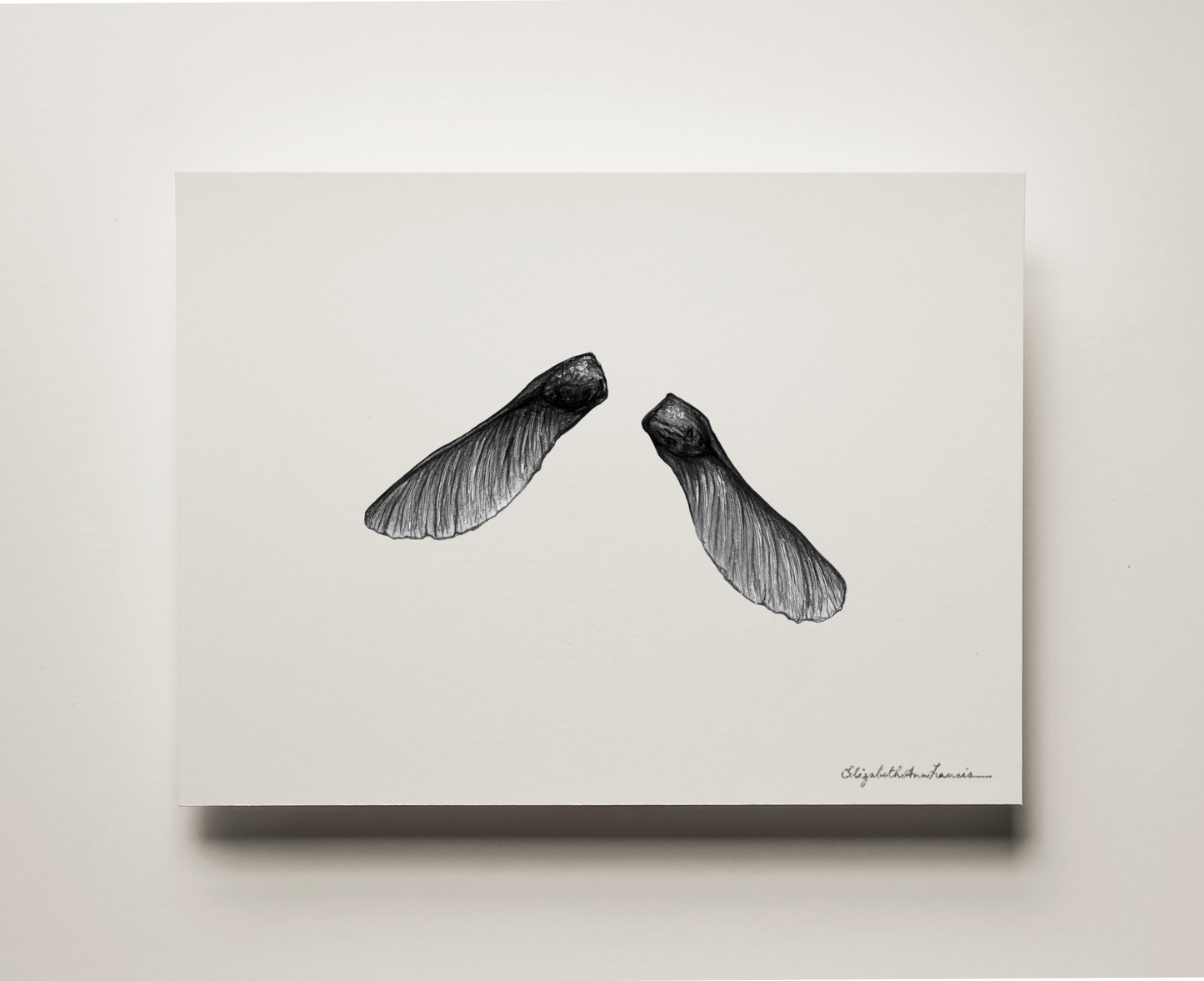 Sugar Maple Seeds | Fine Art Print