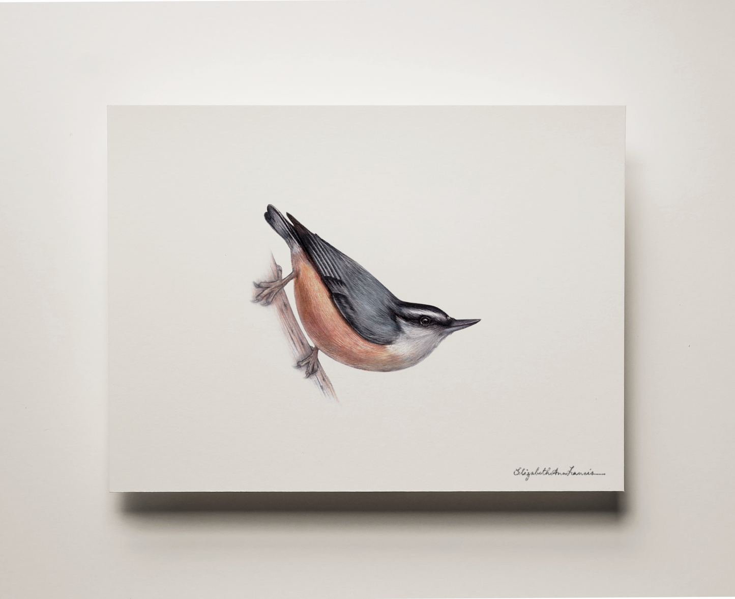 Red-breasted Nuthatch | Fine Art Print