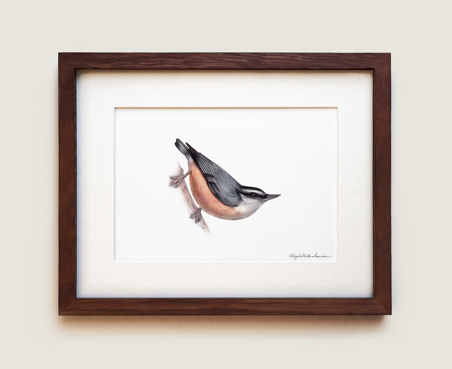 Red-breasted Nuthatch | Fine Art Print