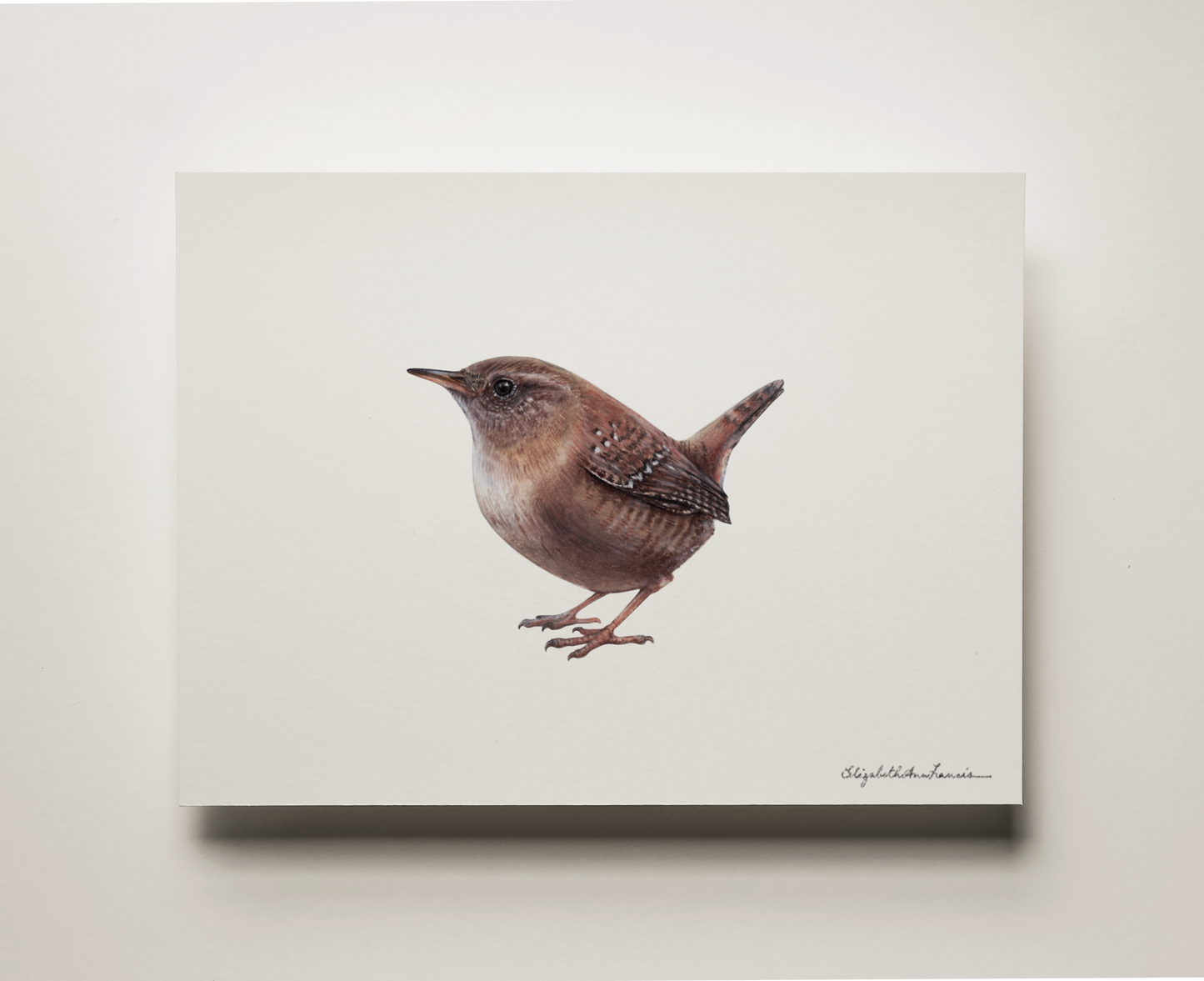 House Wren | Fine Art Print