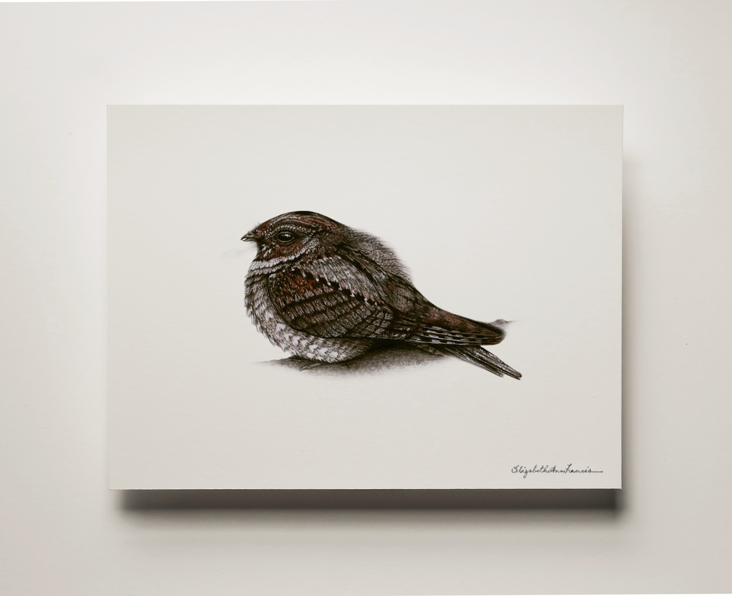 Eastern Whip-poor-will | Fine Art Print