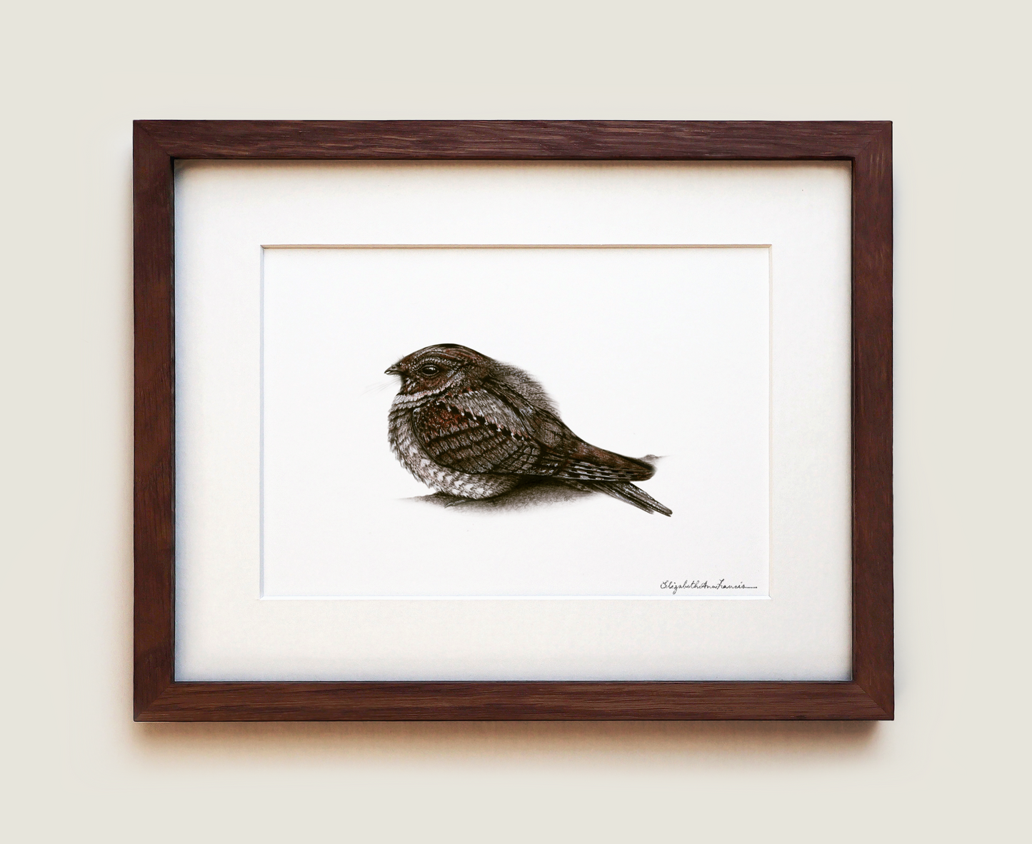 Eastern Whip-poor-will | Fine Art Print