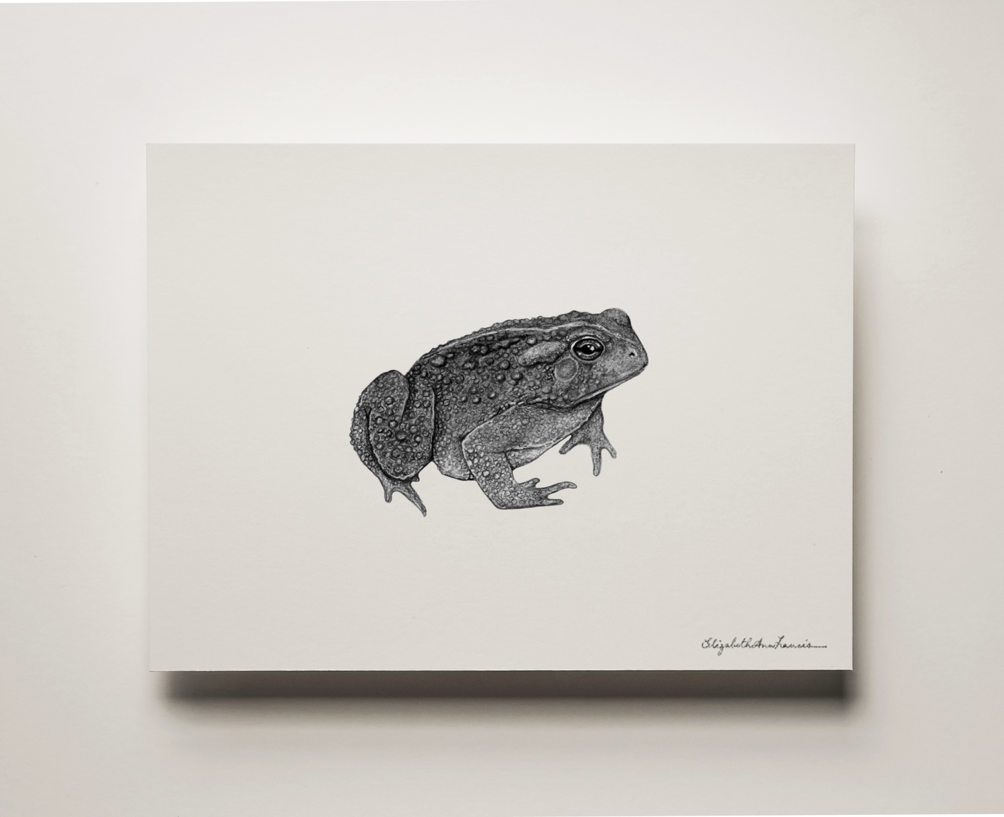 American Toad | Fine Art Print