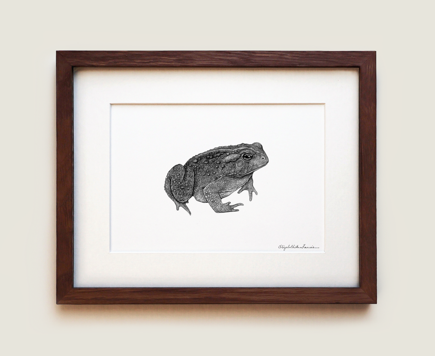 American Toad | Fine Art Print