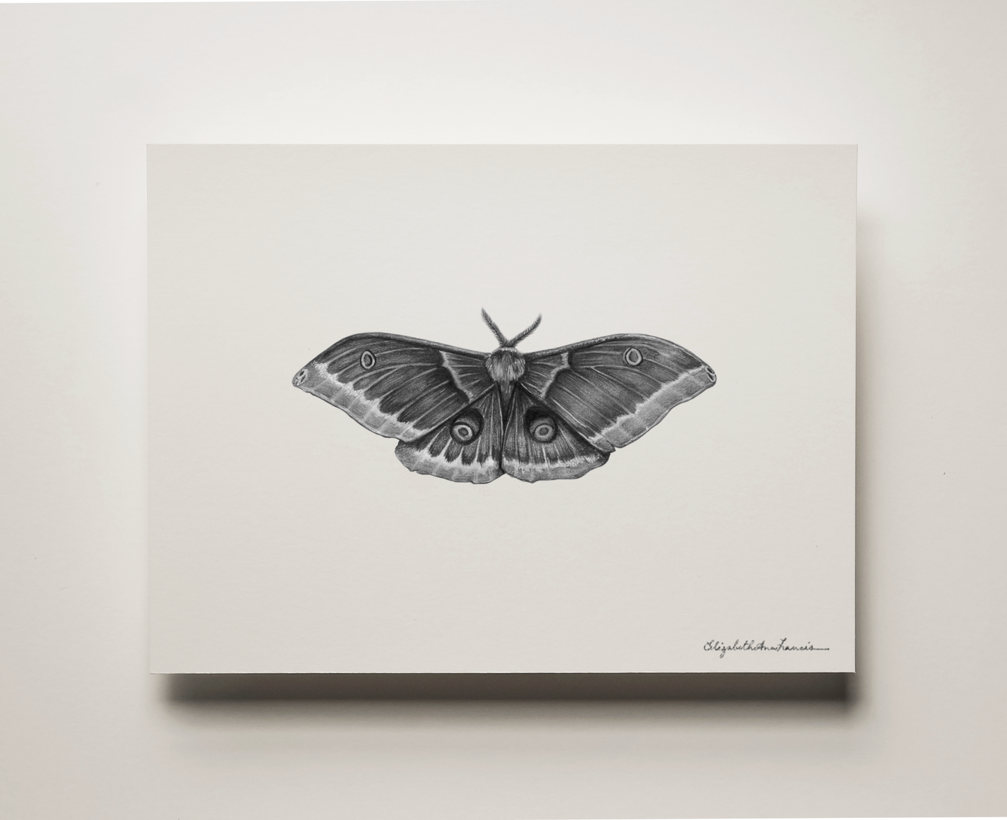 Polyphemus Moth | Fine Art Print