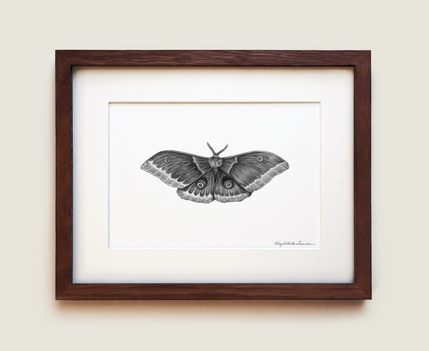 Polyphemus Moth | Fine Art Print