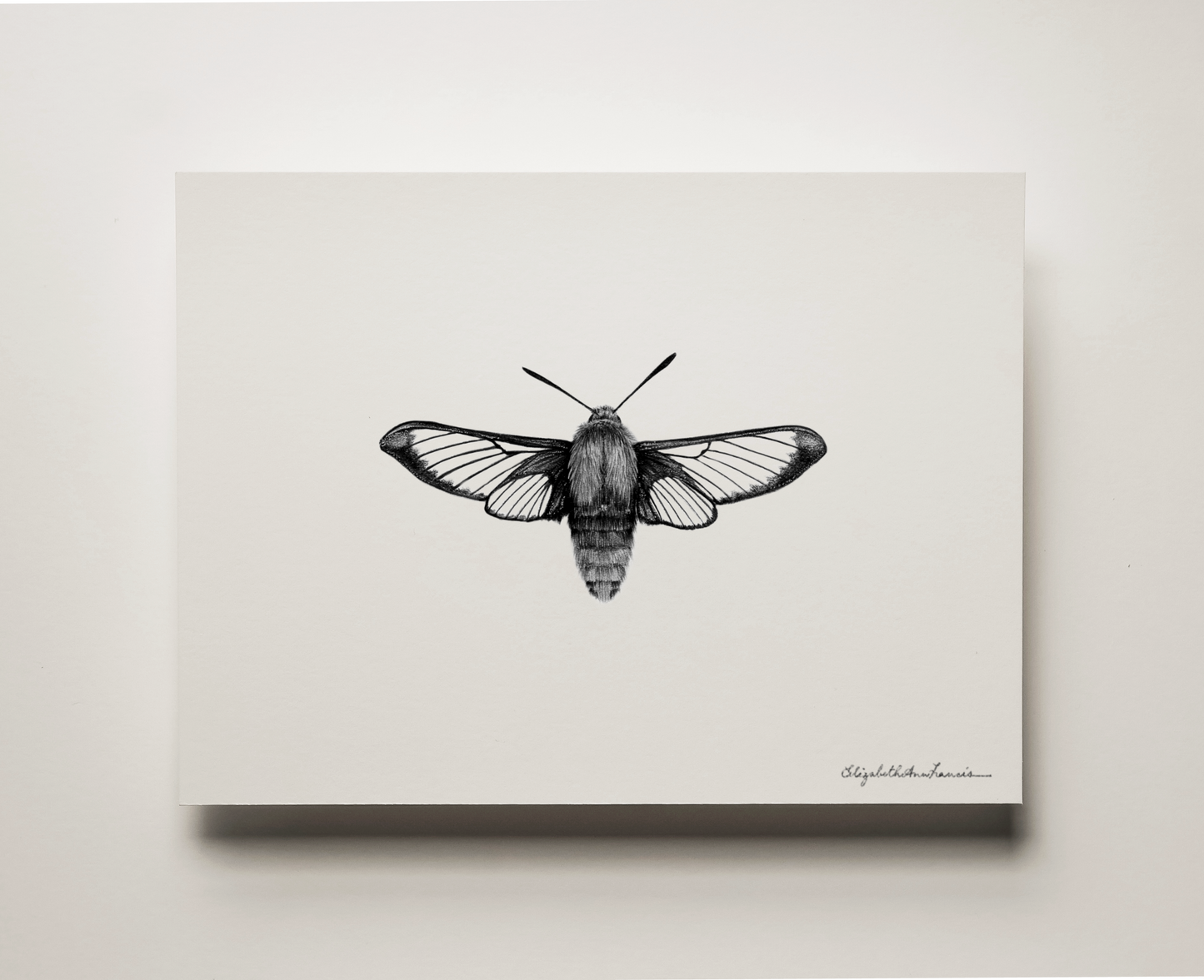 Hummingbird Clearwing Moth | Fine Art Print