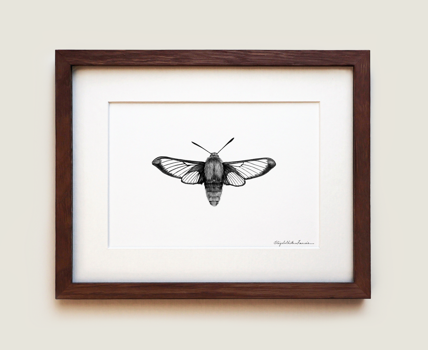 Hummingbird Clearwing Moth | Fine Art Print
