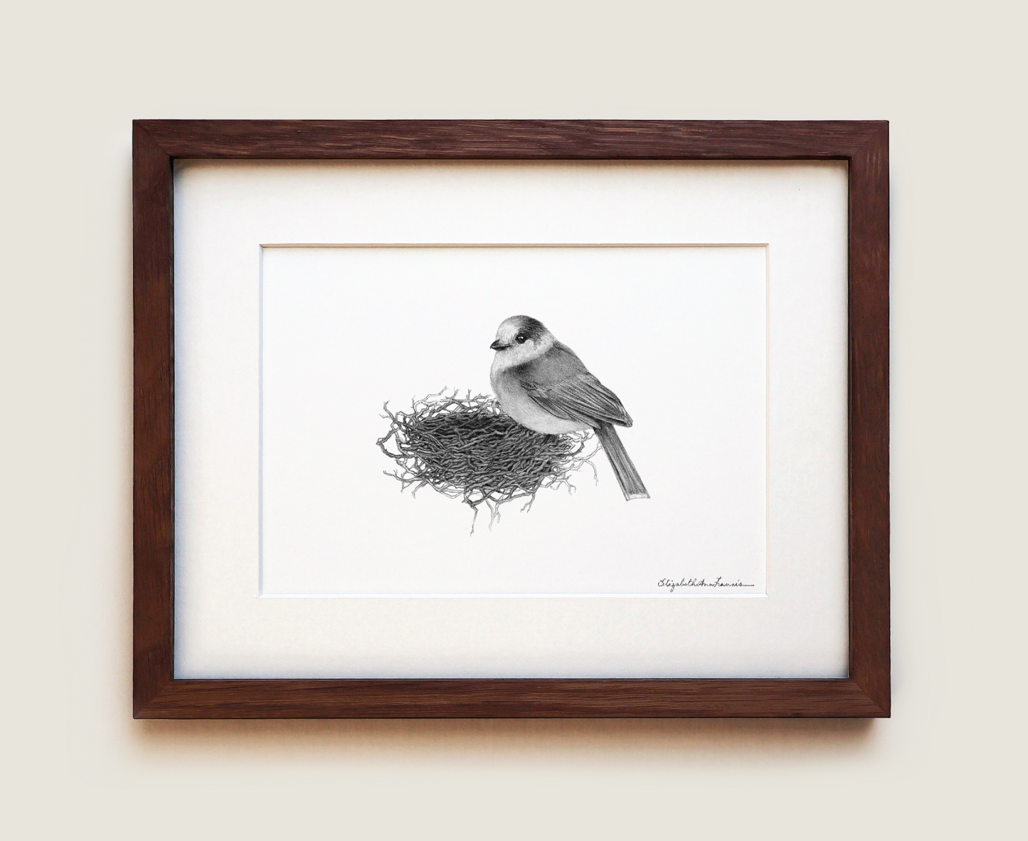 Gray Jay | Fine Art Print
