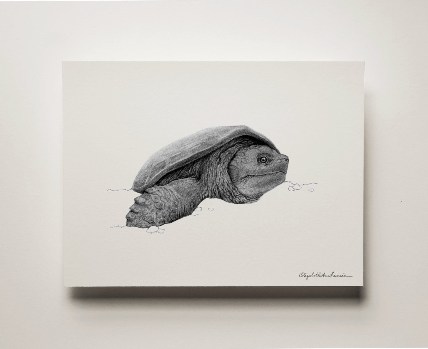 Snapping Turtle | Fine Art Print