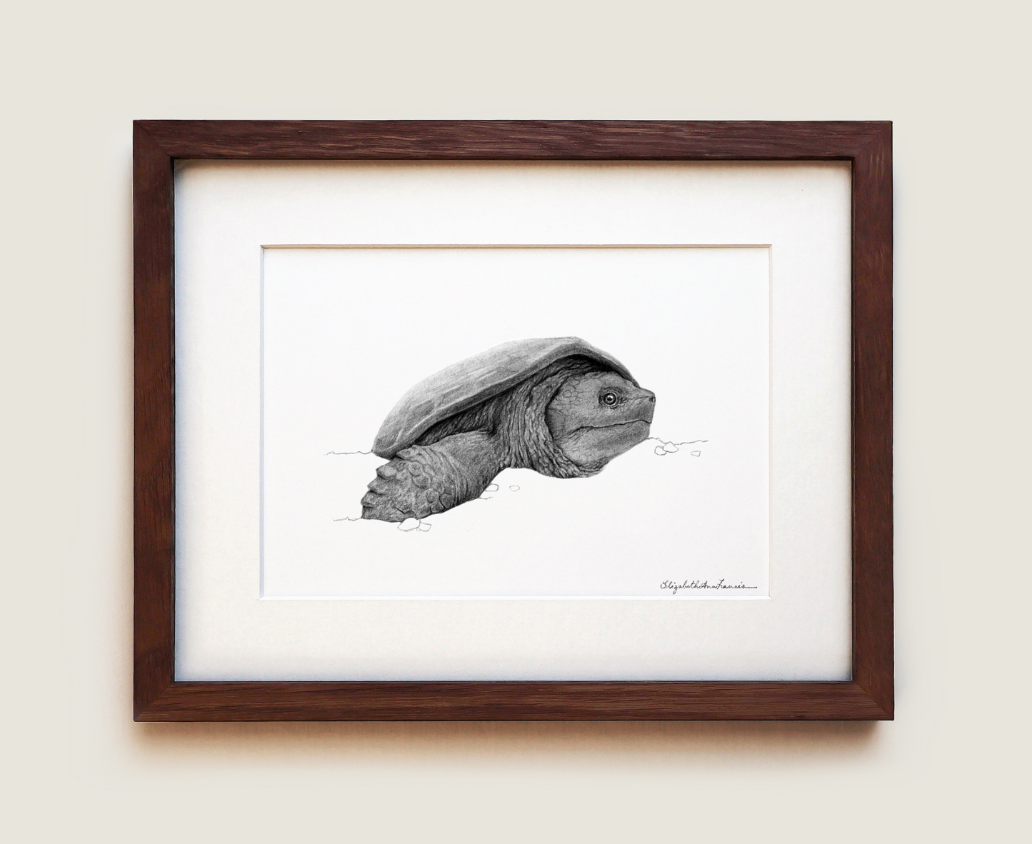 Snapping Turtle | Fine Art Print