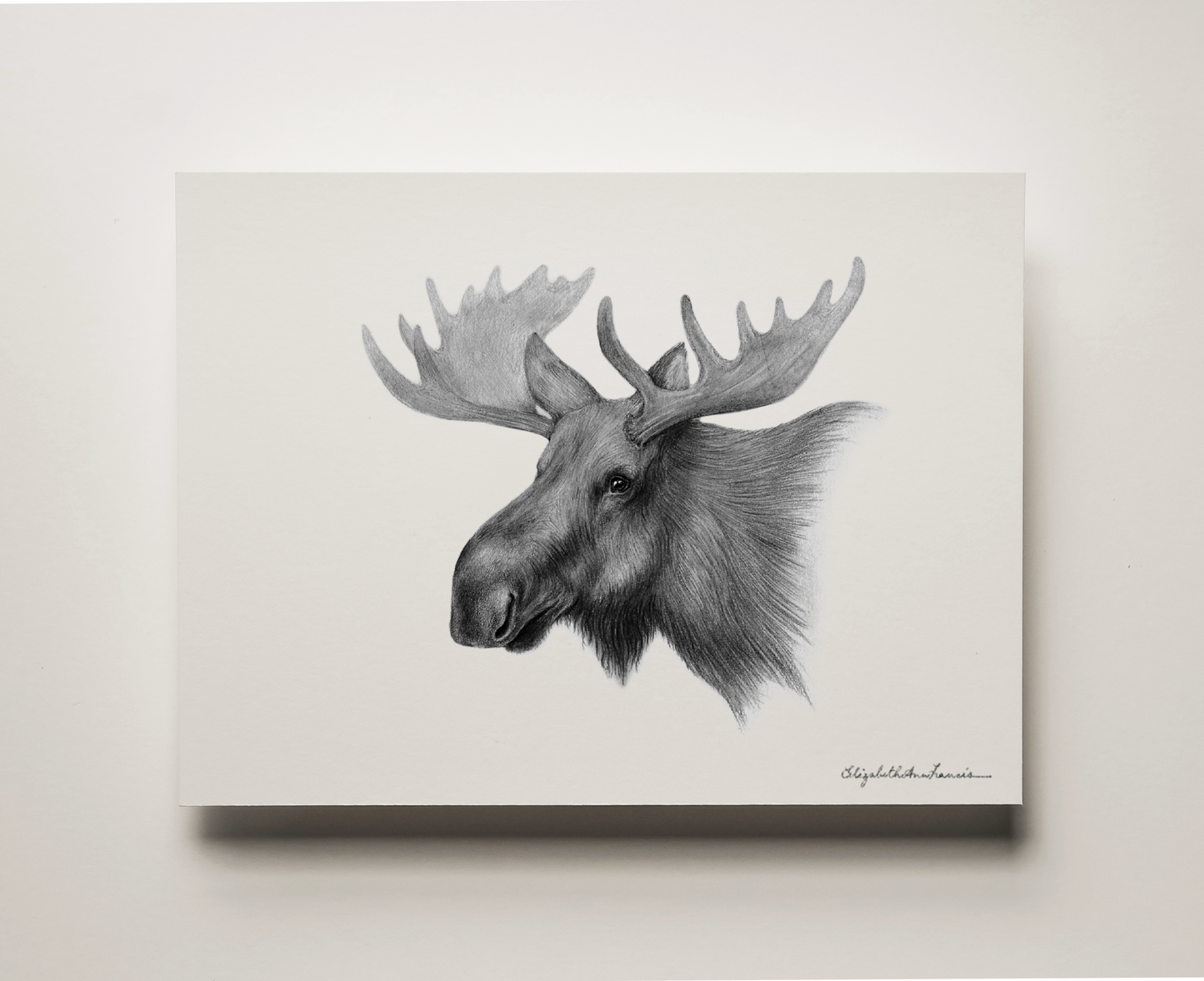 Moose | Fine Art Print