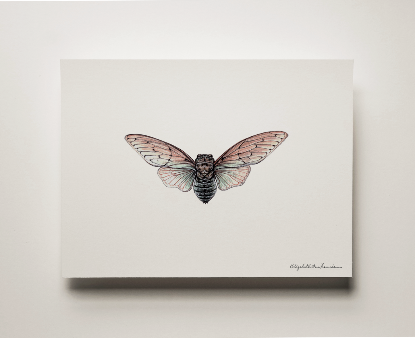 Ghost Cicada | Fine Art Print