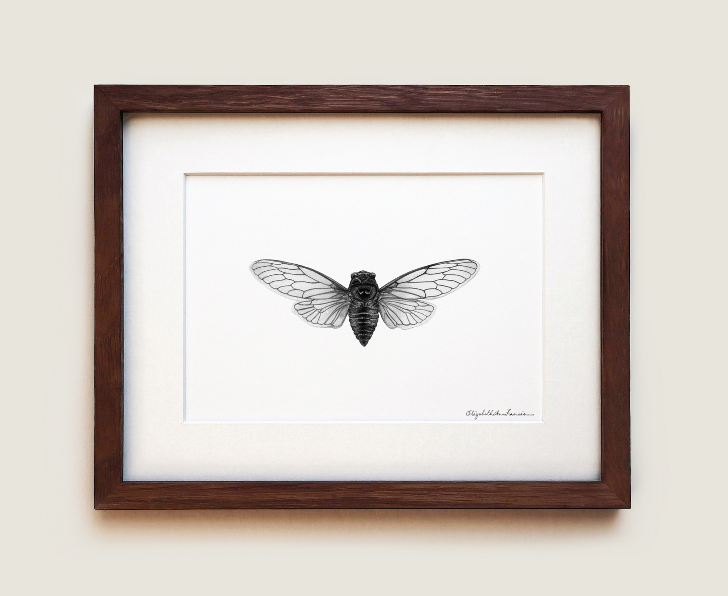 Canadian Cicada | Fine Art Print