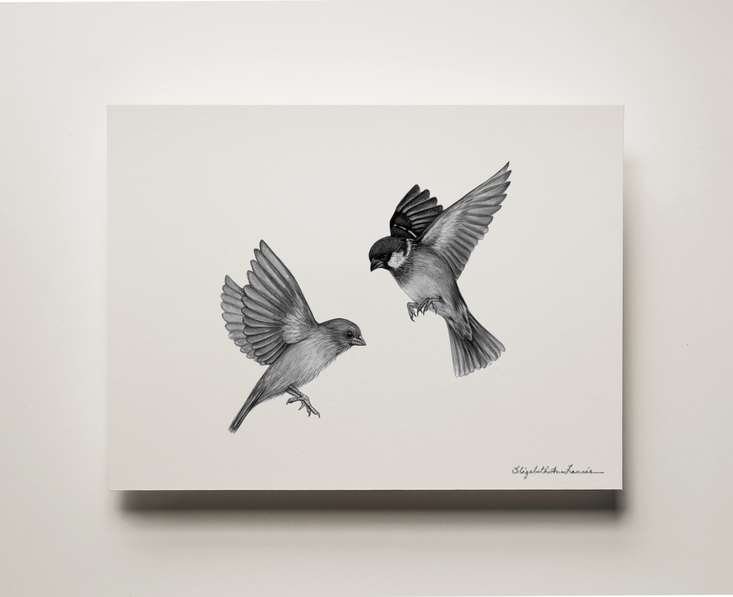 House Sparrows | Fine Art Print