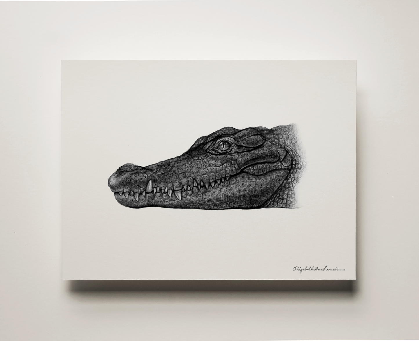 Nile crocodile | Fine Art Print