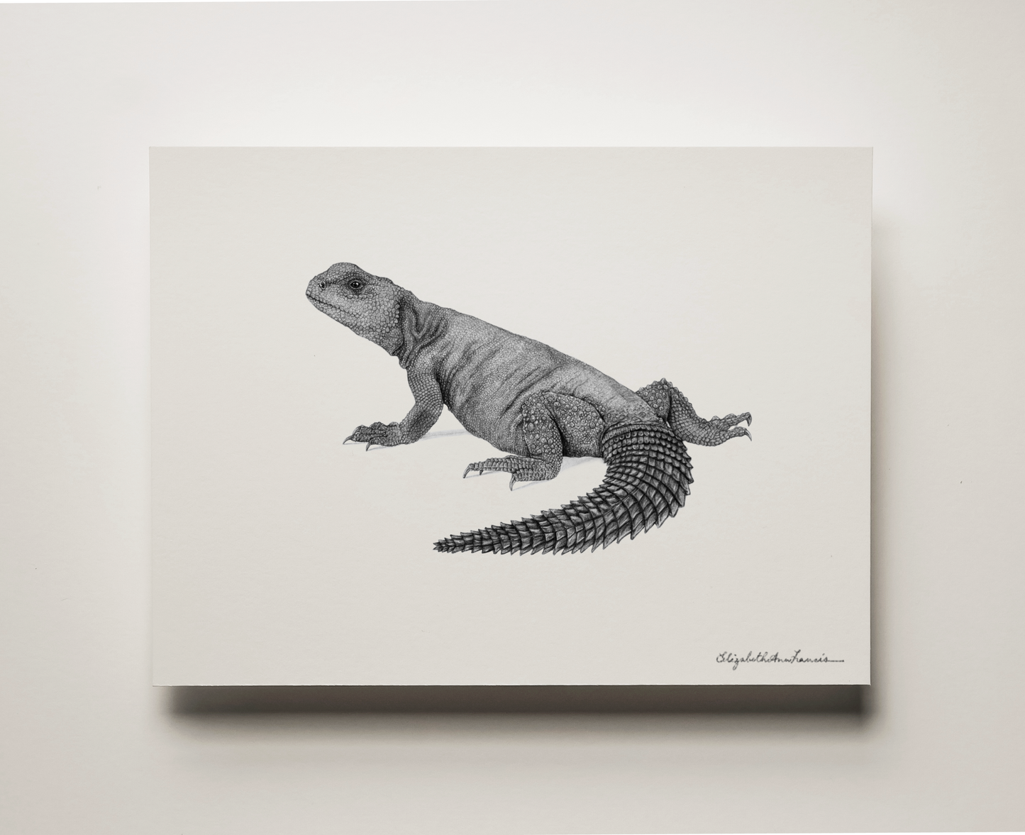 Uromastyx | Framed Art Print